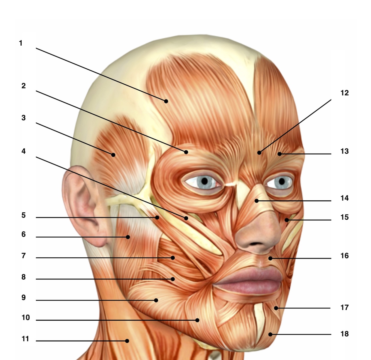 face-muscles face-muscles